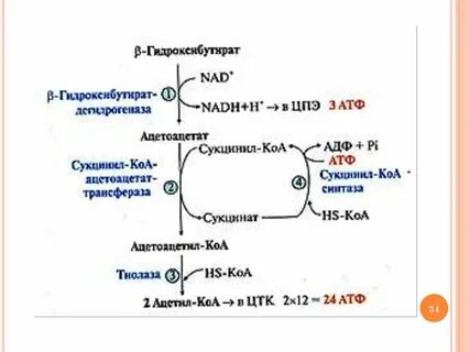 Тканевой липолиз