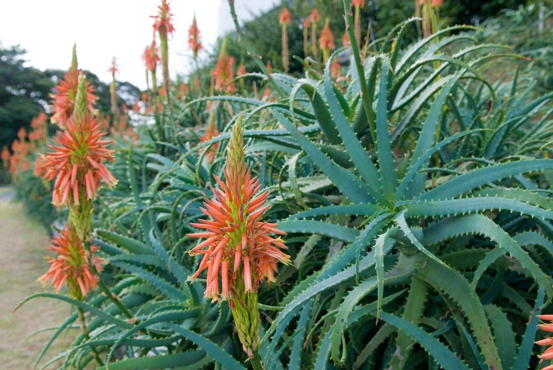 алоэ древовидное цветение. когда цветет алоэ. когда цветет алоэ. алоэ дхуфарензис. столетник цветение.