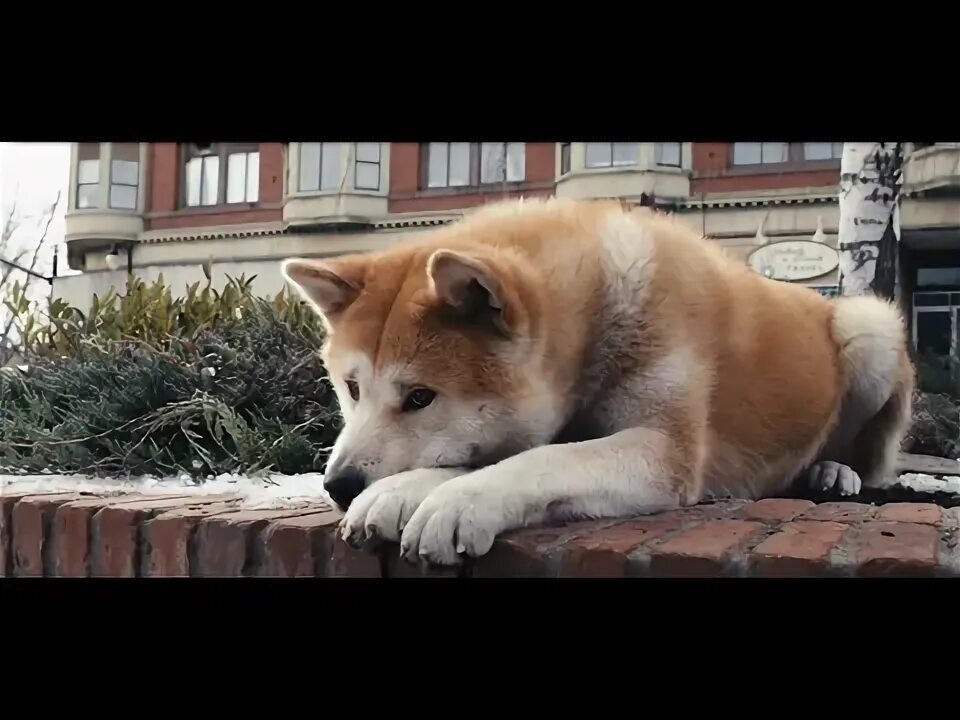 Хатико маркс. Хатико 2 часть. Немецкий хатико. Хатико маркс. Хатико маркс.