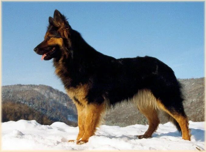 HIDALGO VITA CANINA " База собак Богемская овчарка (ходская собака)