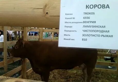 Какие имена коров