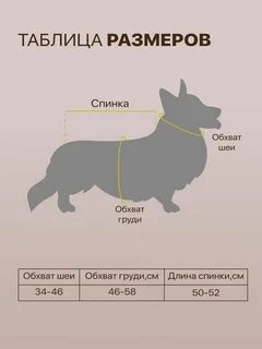 Корги размеры