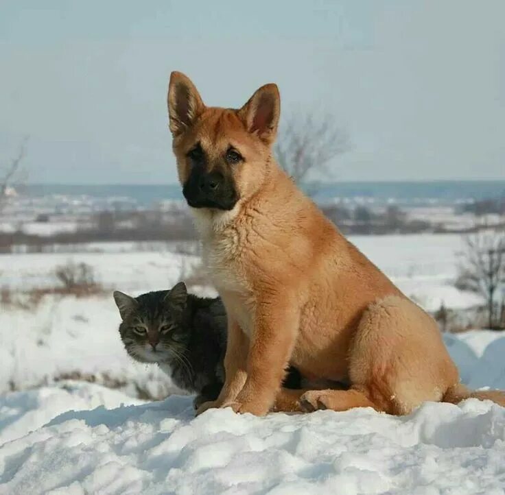 Мой друг наша собака которую зовут тайга. Собака булька елены чаплинской. кошки и собаки. дружба кошки и собаки.