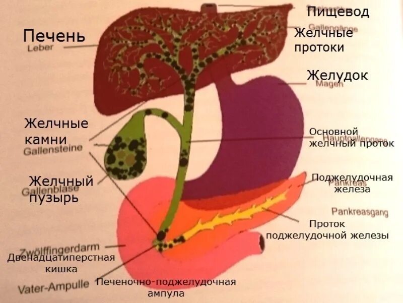 Боль печень и желчный пузырь