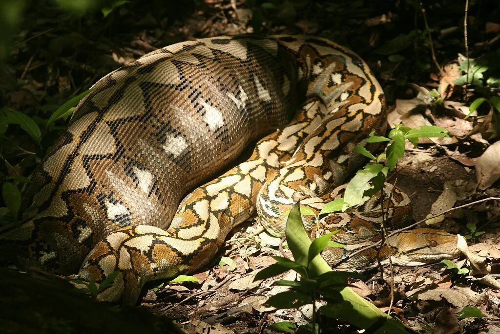 Snakes are longer. Питон ретикулятус. Сетчатый питон. Остров змей.