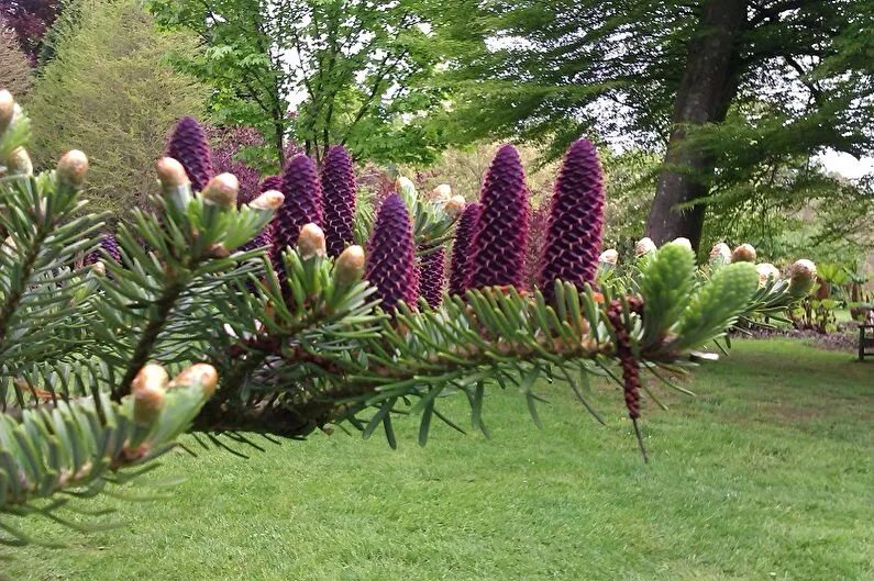 Розовая пихта. Пихта абиес кореана. ель abies koreana. пихта корейская (р9). пихта корейская самлинг.