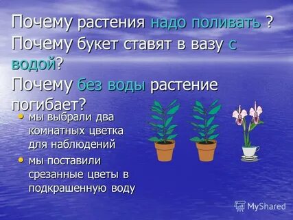 Какие цветы отвечают на вопрос что