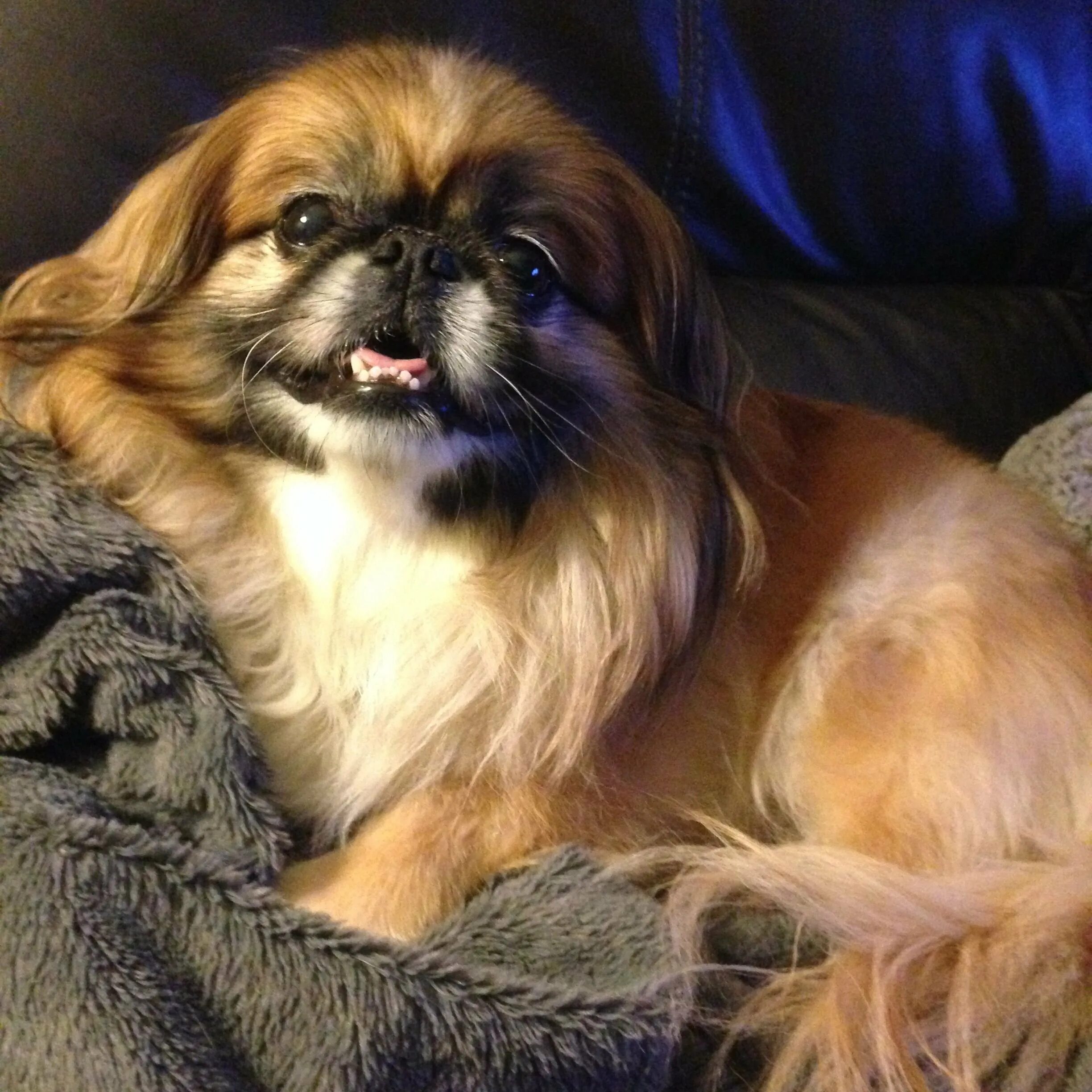 Королевский пекинес. Собачка пекинес. Карликовый пекинес. Порода собак пекинес. Пекинес рыжий.