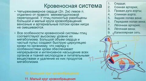 Особенности строения кровеносной