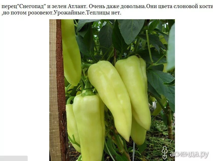 златогривый лев 15шт перец (сиб сад). перец снегопад семена. перец сладкий снегопад f1 отзывы. перец сладкий снегопад. перец снегопад семена.