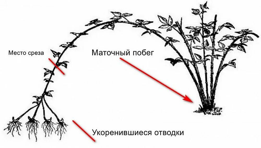 Как обрезать ежевику весной для начинающих правильно. Размножение малины Кумберленд отводками. Верхушечные отводки ежевики. Размножение верхушечными отводками. Малина размножается черенками.