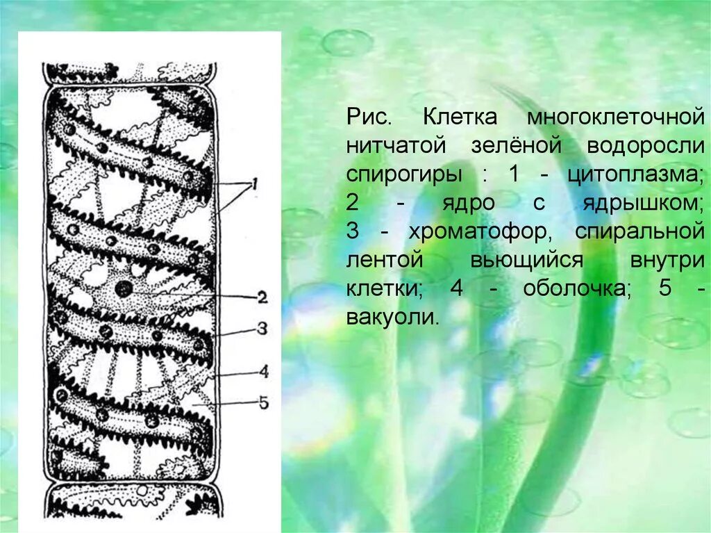 Клетка спирогиры клетка спирогиры. Водоросль спирогира клетки. Клетка нитчатой водоросли. Нитчатые водоросли строение. В ядрах клеток многоклеточного