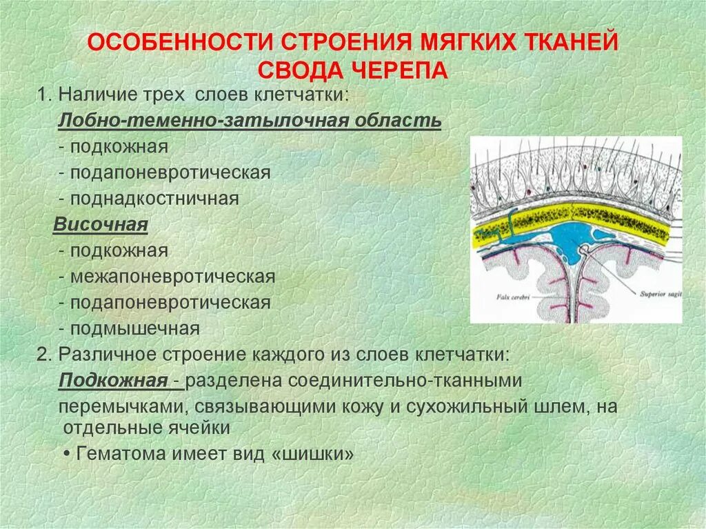 Ткани лба. Особенности строения мягких тканей свода черепа. Особенности строения покровов свода черепа. Особенности строения покровов и костей свода черепа. Послойное строение лобно-теменно-затылочной области.