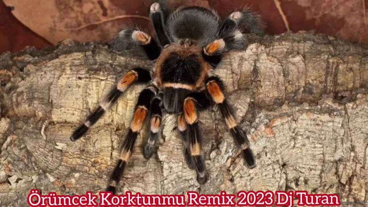 Тарантул животное. Паук тарантул. паук тарантул птицеед. птицеед brachypelma smithi. птицеед никарагуа.