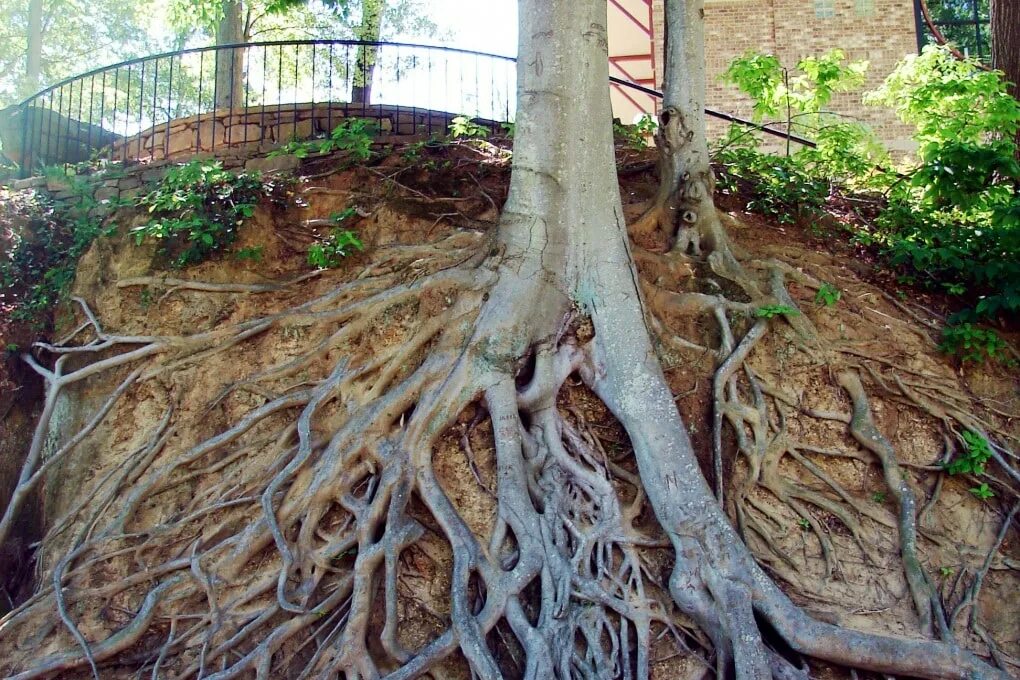 Ветвистое дерево с корнями. Корни дерева эстетика. Клубни аконита. Хищный корень. Корень полыни.