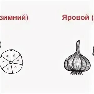 Отличие ярового чеснока от озимого