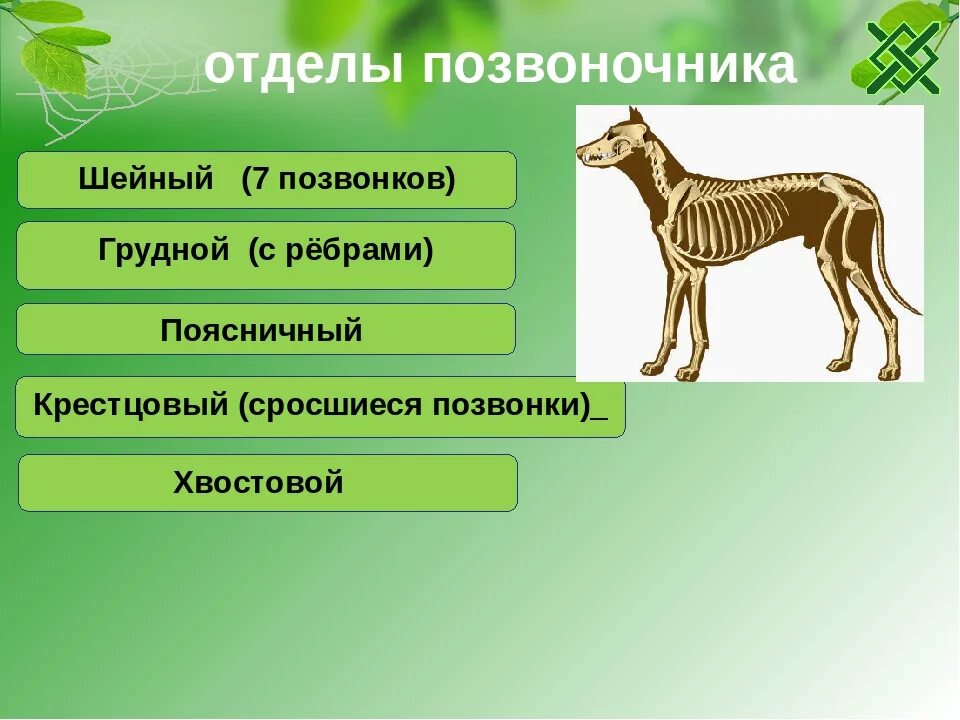 Млекопитающие 8 класс биология кратко. Млекопитающие биология. Класс млекопитающие. Строение млекопитающих. Подклассы млекопитающих.