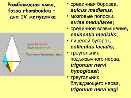 Треугольник ромбовидной ямки