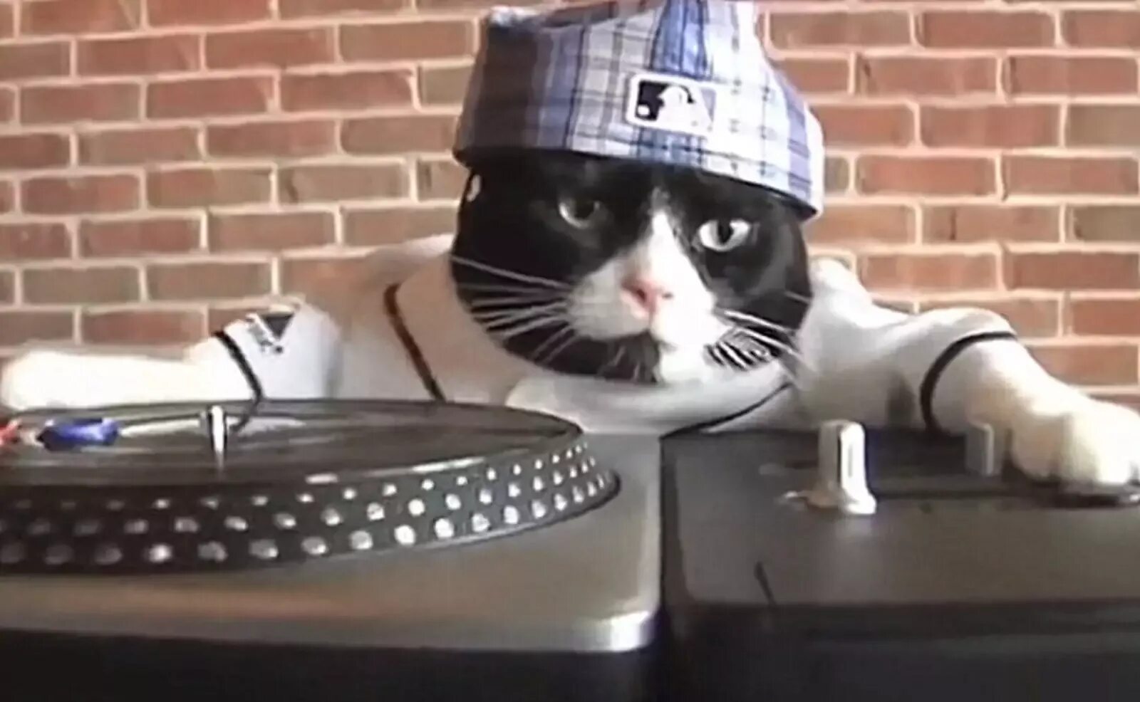 Кот диджей. Котик DJ. Кот рэпер.