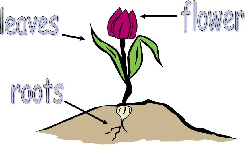 Parts of a Plant ESL. Parts of Plants for Kids. Parts of a Flower for Kids. Different Parts of a Plant.