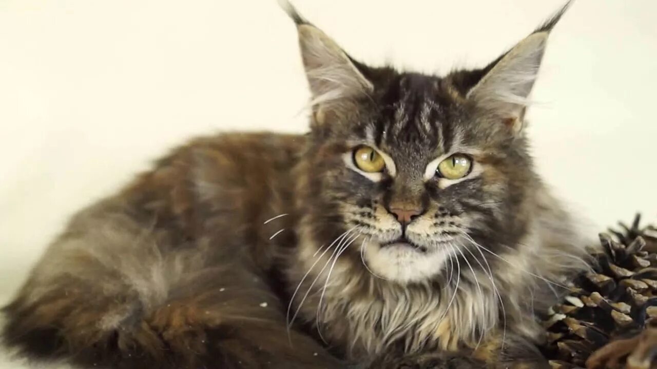 Мейн кун девочка котята. Мэйкун девочки. мейн кун девочка. мейн кун котенок девочка. мейн кун девочки фото.