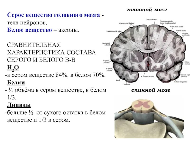 Головной мозг состоит из белого и серого вещества. Из чего состоит серое вещество головного мозга. Из чего состоит белое и серое вещество головного мозга. Структура серого вещества мозга. Что находится в сером веществе