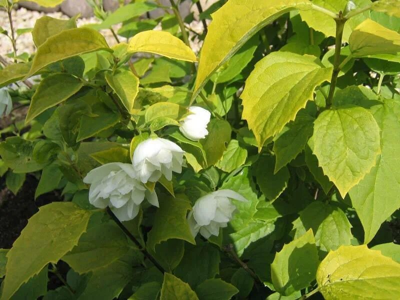 Чубушник листья. Чубушник дикий. Чубушник тонколистный лист. Чубушник листья. Чубушник листья.