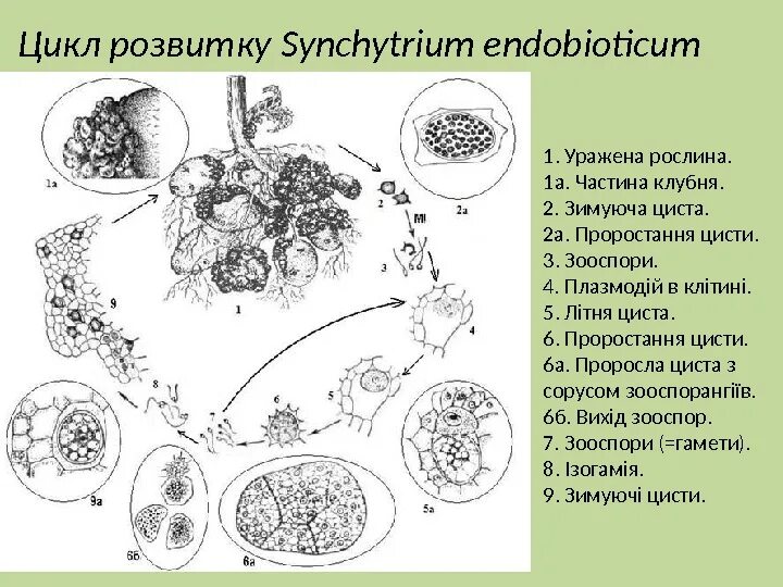 Синхитриум цикл развития. Synchytrium endobioticum жизненный цикл. Синхитриум жизненный цикл. Synchytrium (внешний вид и цисты в тканях зараженных клубней),.