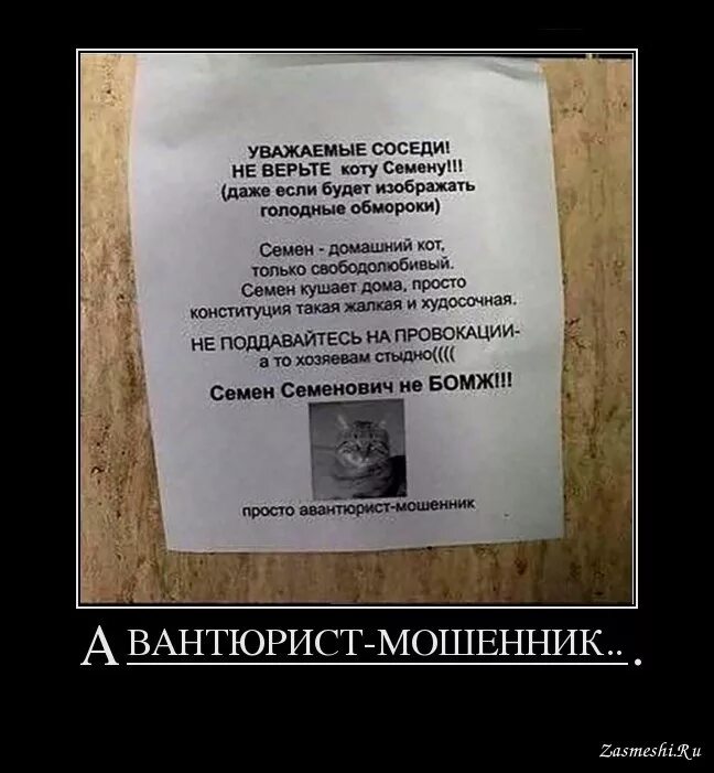 Не верь коту он ел. Кота не кормить. не верьте коту семену. кот семен семеныч. уважаемые соседи не верьте коту семену.