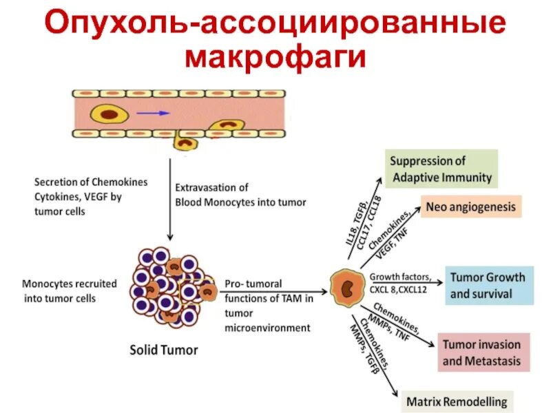 Опухоль иммунитет. Механизм избегания опухолями иммунологического надзора. Противоопухолевый иммунитет. Иммунный ответ на опухоль. Стадии противоопухолевого иммунитета.