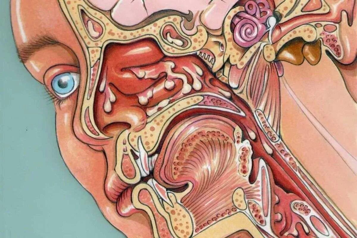 Анатомия человека ЛОР органы. Анатомия уха и носа человека. Строение уха горла носа. Слизистая оболочка уха