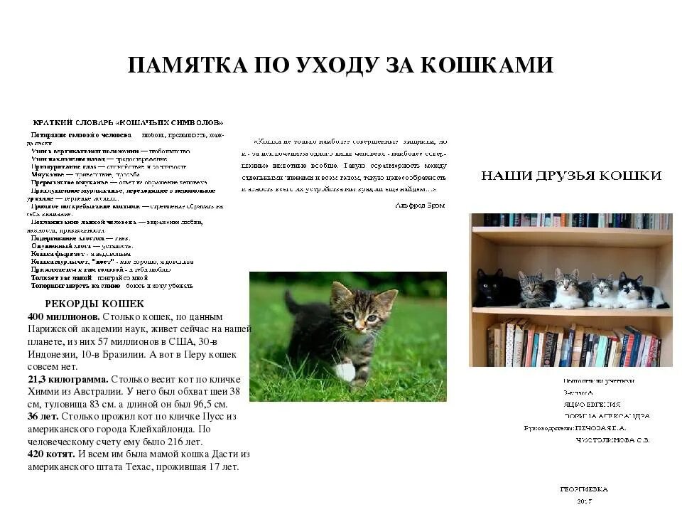 Содержание кота