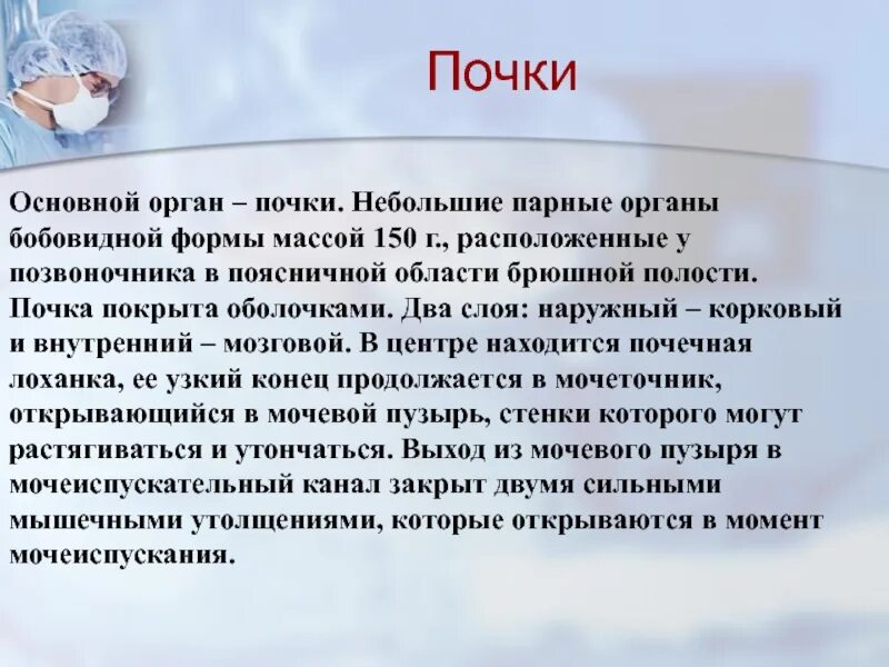 Является важным органом всей