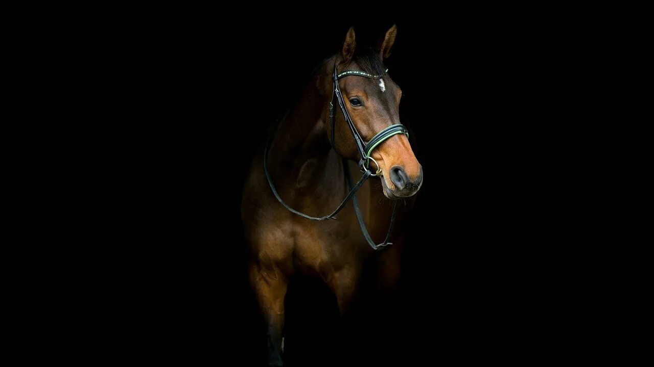 HD wallpaper: brown horse, animal, iphone wallpaper, download, fall, autumn