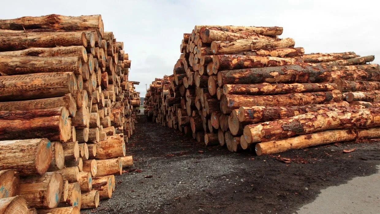 Wood industry in USA. Softwood logs. Yitong Wood industry. Log.