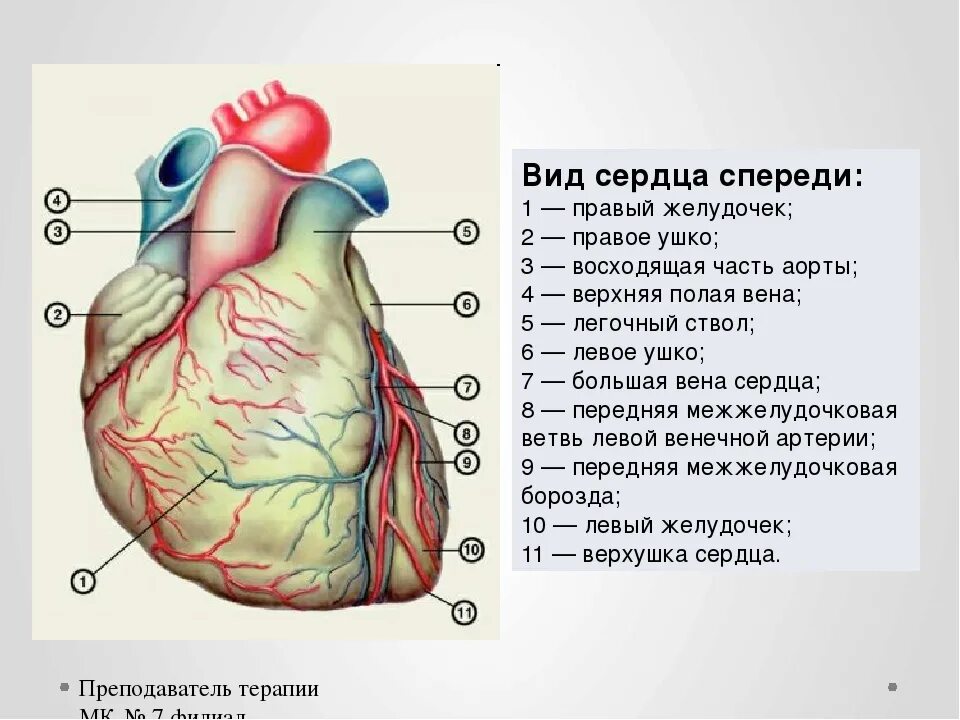 Грудино реберная поверхность сердца анатомия. Внешнее строение сердца борозды. Строение сердца человека вид спереди. Строение сердца поверхности. Правый желудочек функции