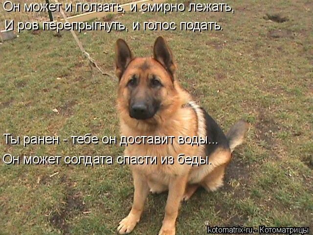 Мама кошка и котенок. Котик лежит. Дрессировка кошки лежать на спине. Ленивые коты. Мужчина лежит на диване.