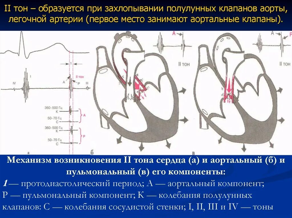 Звуки тона сердца. Механизм полулунных клапанов. Тоны сердца. Захлопывании полулунных клапанов. Тоны сердца и клапаны.