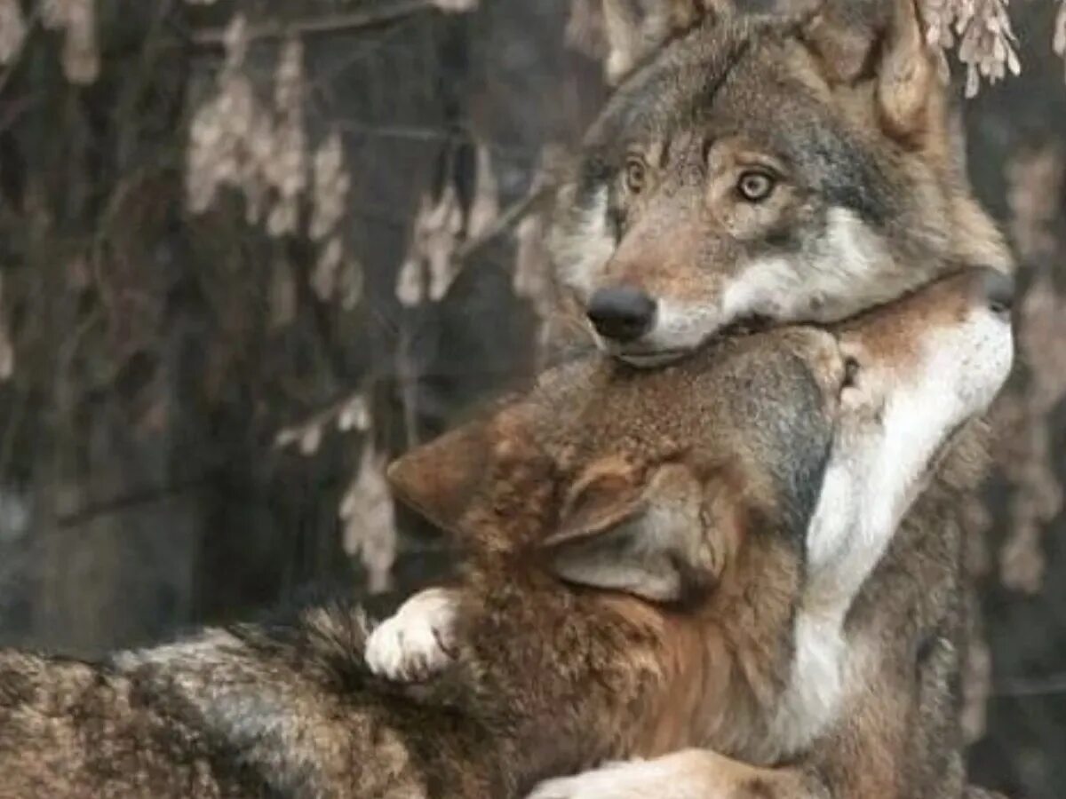 Волк ластится. Волк уже не тот. Волк уже не тот. Влюбленный волк не хищник. Настоящий мужчина либо один либо с волчицей.