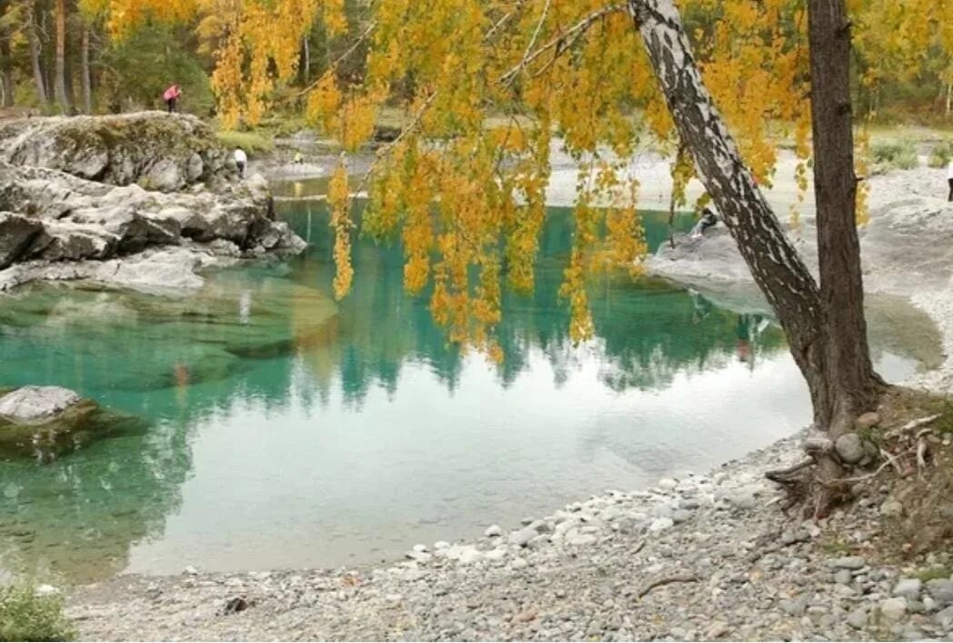 Горные маки шавлинское озеро. Озеро горы горный алтай акташ. Куда съездить на алтае осенью. Осень в горном алтае. Чемал осенью.