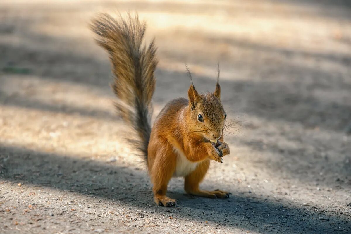 орешки золотые ядра чистый изумруд.