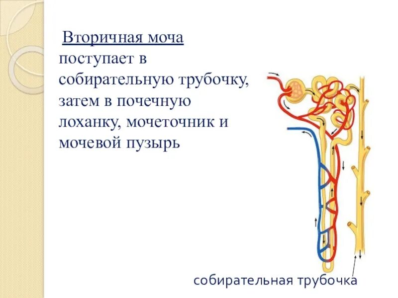 Вторичная моча образуется в мочеточнике. Выделительная система собирательные трубочки. Собирательная трубочка. Вторичная моча. Вторичная моча поступает.