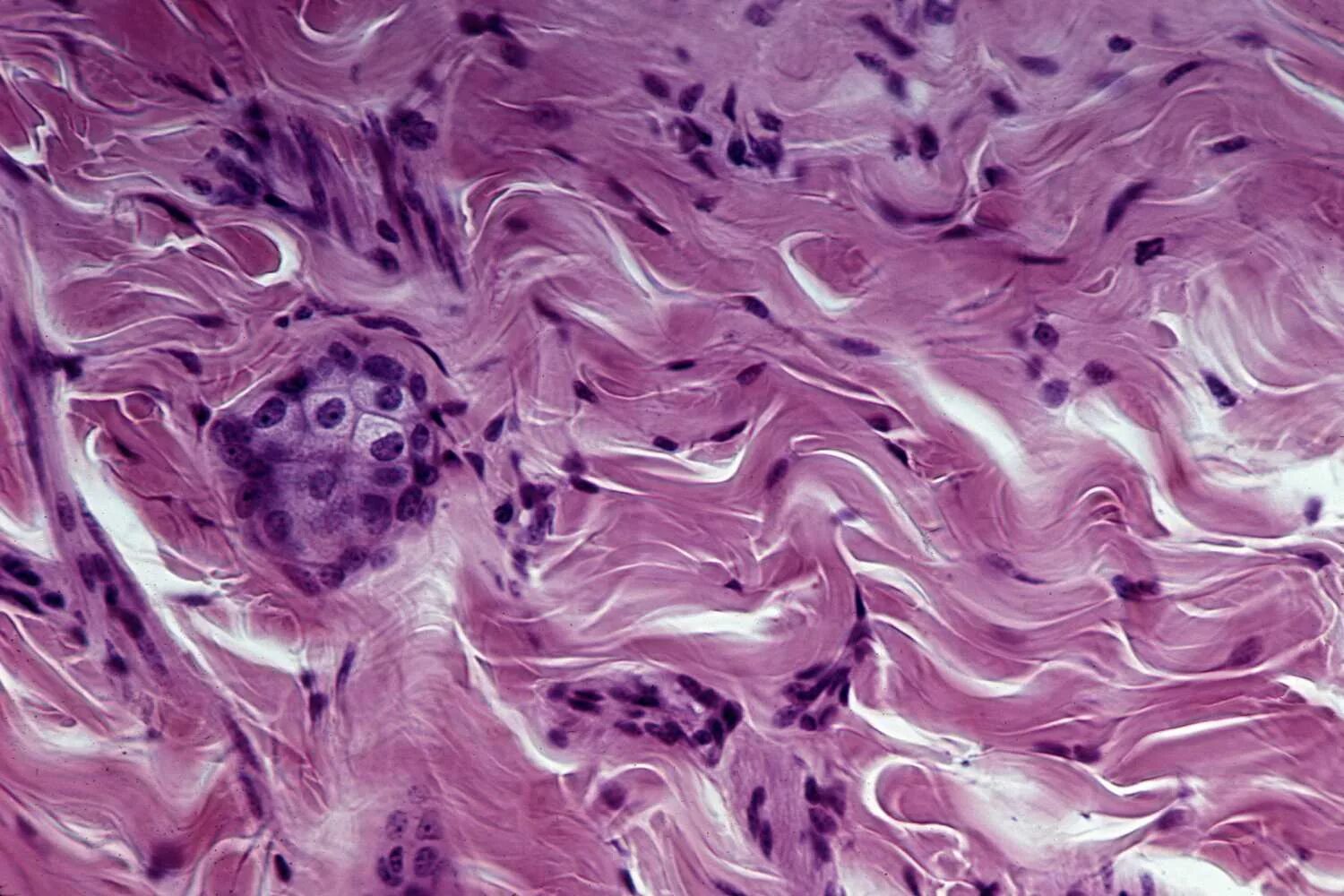 Skeletal Muscle Cells Зображення - огляд 3,412 Стокові фото, векторні зображення