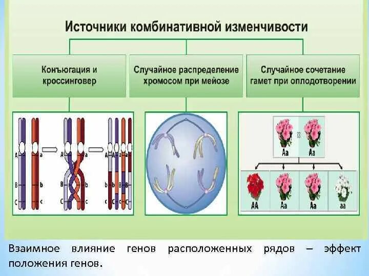 Причины комбинативной изменчивости схема. Комбинативная изменчивость источники. Цитологические основы комбинативной изменчивости. Комбинативная изменчивость это наследственная изменчивость. Изменение сочетания генов в хромосомах