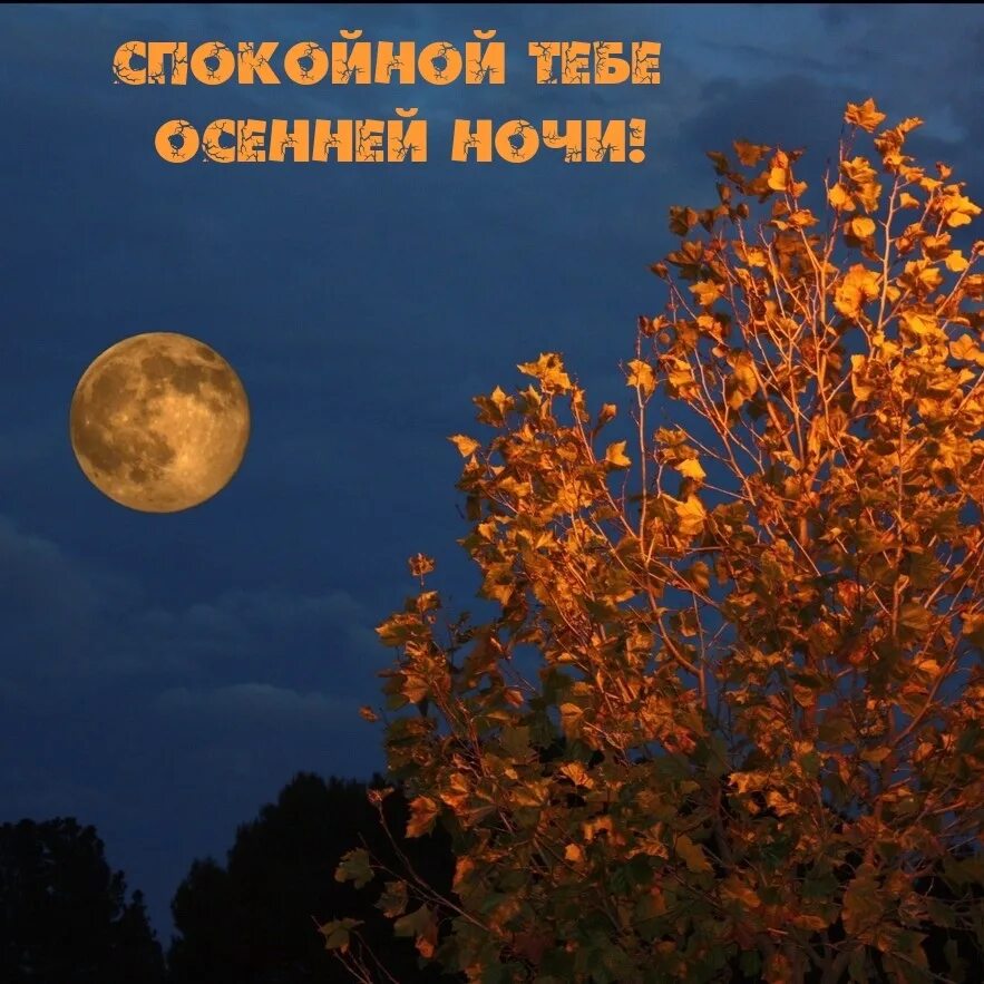 Спокойной ночи осенней ночи. Доброй ночи картинки пожелания осенние женщине позитивные. Доброй осенней ночи картинки. Спокойной о енней ночи. Доброй ночи картинки пожелания осенние женщине позитивные.