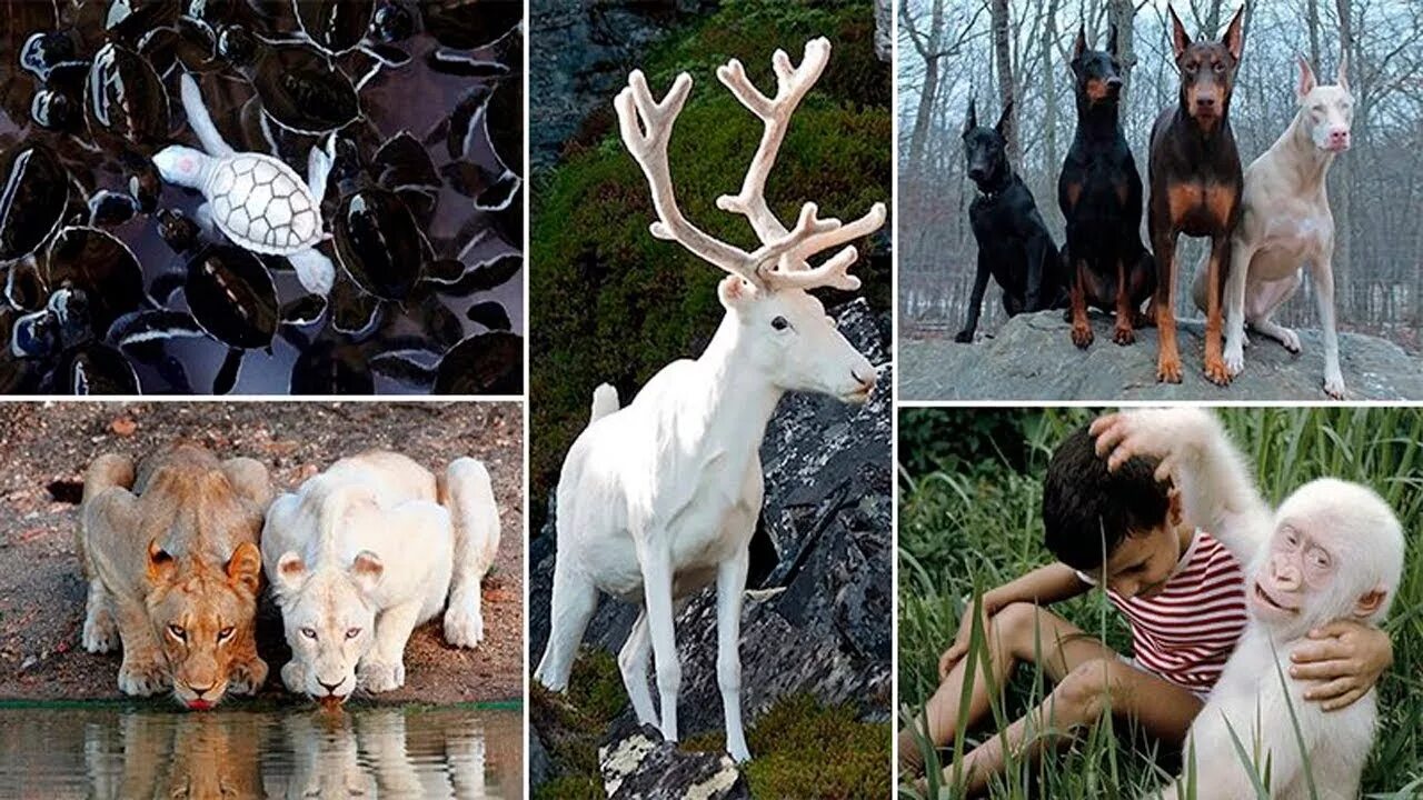 Среди животных среди растений. Среди животных среди растений. Альбинизм у животных. Паразитизм это в биологии растения. Среди животных среди растений.