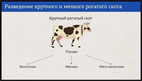 В популяции крупного рогатого скота 248 особей