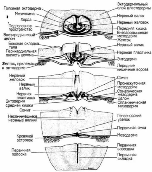 Головной мозг эктодерма