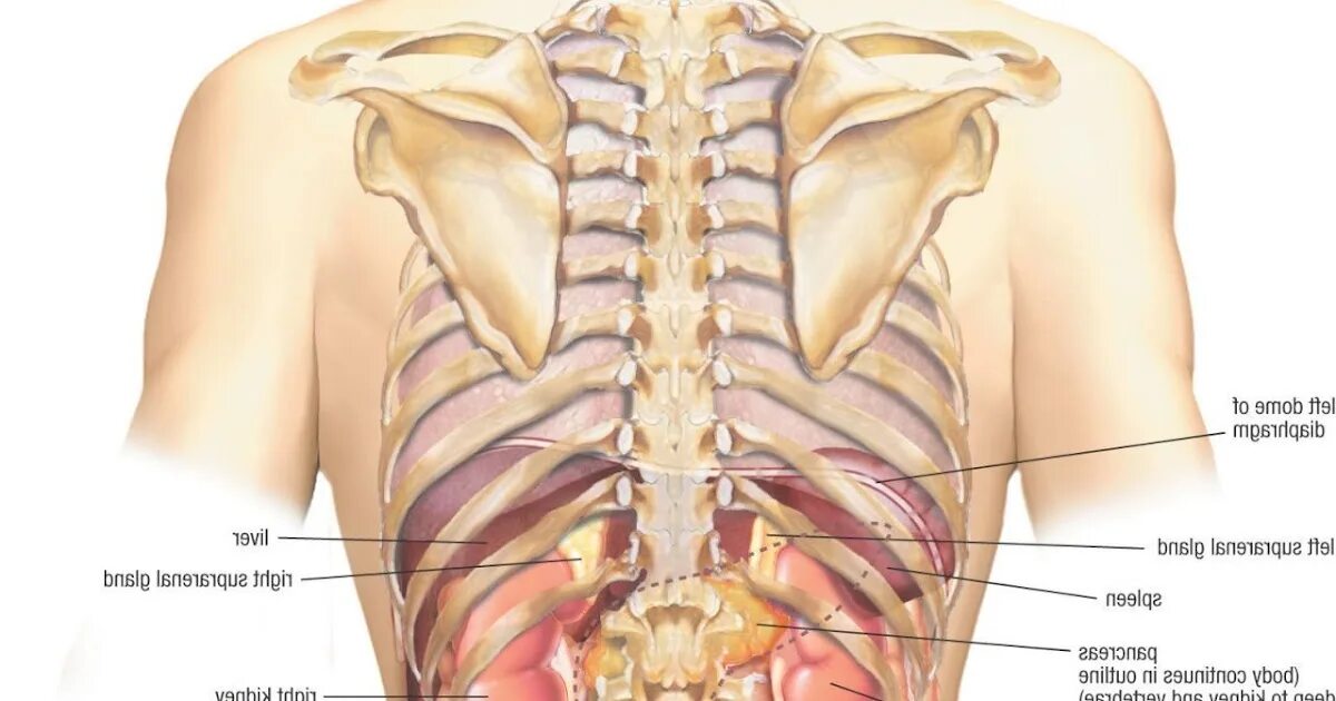 Боль в левом ребре и спине. Что слева под ребрами. Органы справа под ребрами.