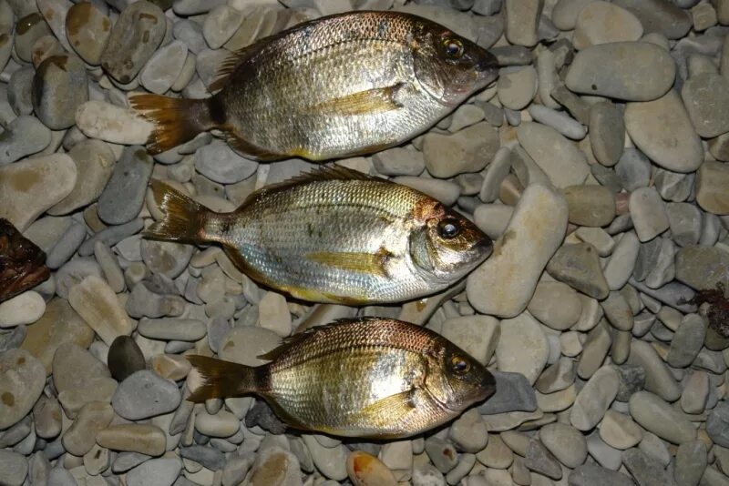 ласкирь черноморский. крымская рыба барабулька. рыбы черноморского побережья. рыба в крыму названия. барабулька в черном море.